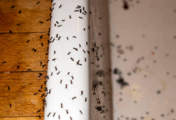 Best Pest Control Near Me  in Sunnyside, CA