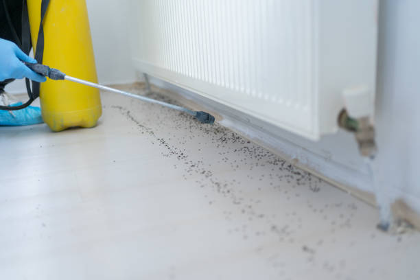 Professional Pest Control in Sunnyside, CA